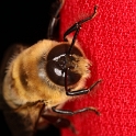 Abeille et fleurs - 017